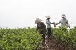 Tái cơ cấu ngành Nông nghiệp tỉnh – Kỳ II: Phát triển nông nghiệp sản xuất hàng hóa